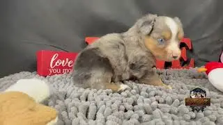 Indigo- Smallest in litter- Toy Australian Shepherd. 4.5 weeks. 