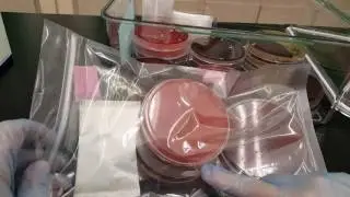 Microbiology: Anaerobic GasPak Pouch with Indicator