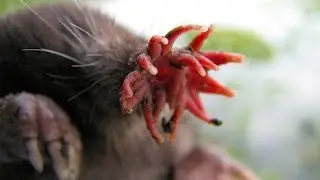 Weird Animal Noses