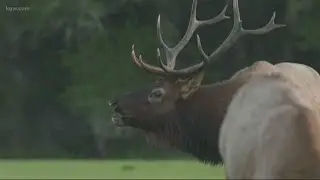Elk Watch on the Oregon Coast range