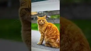 Выпущено расширение Adobe Photoshop для Google Chrome