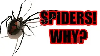 Spider INVASION! - Why Do Spiders Come Inside? - Invasive Species in the Fall : Episode 1