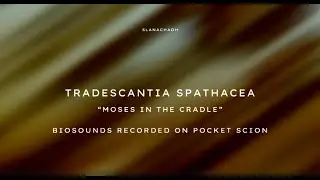 Biosounds 001: Tradescantia spathacea 
