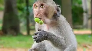 After Janet was rescued, now we continue feeding monkey Janet some food to refill her energy