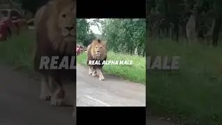 &lsquo;I&rsquo;m An Alpha Male&rsquo; 😭 #male #alpha #lion #malelion