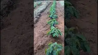 COFFEE FARMING #farming #agriculture #coffee