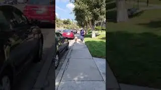 Senior Dog Walking