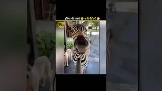 World&rsquo;s Funniest Video 😂 | Funniest Comedy Moments 2025 | factspower