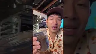 Understanding Spices: Mustard Seeds