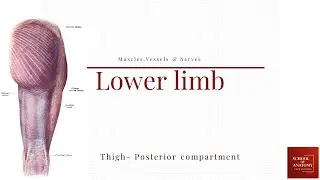 Thigh - Posterior compartment (کمپارتمان خلفی ران)