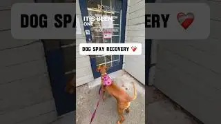 Восстановление после стерилизации собаки: чего ожидать #shorts #shortsfeed #fypシ #doglover #video...