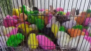 Zoo bird, fish ,