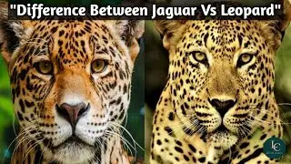 Jaguar Vs Leopard | Strength, Size & Hunting Skills Compared |(@Lifewithcreatures )