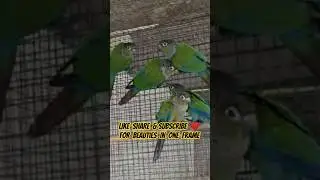 #lorikeet #lori #birds #petbirds #parrot #Parrot-Shaikh-Asif786 #lovebird #macaw #electus #sunconure