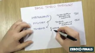 How is the thyroid regulated?