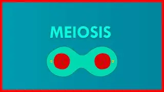 EXPLICACI&Oacute;N FAC&Iacute;L y R&Aacute;PIDA DE LA MEIOSIS