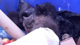 Чьи же эти котики на мусорке//мороз 🥶крепчает.