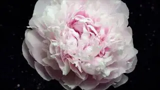 It is not music(Unofficial Video) - Amogh Symphony feat Niranjan x Niranjan