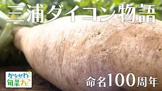 かながわ旬菜ナビ 「三浦ダイコン物語」 2025/12/21放送