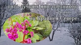 Пять лучших многолетников для арктического сада.