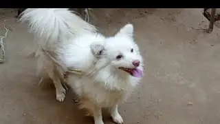Russian pink nose female dog #dog #germanshepherd #foryou #for sale