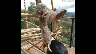 Rescued Sloth Cuddles And Caresses Beagle
