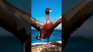 The red goose is a rare species listed in the Red Book! #birds #animation #duck #animals #birdslover