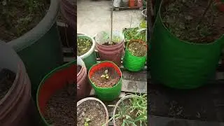 My small kitchen Garden tour #livestream #garden #gardenketu #rooftopgarden 