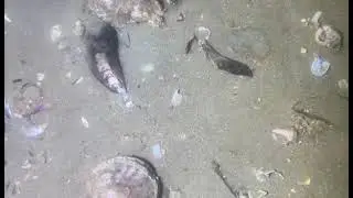 catch seafood , Watch until the end to see what I caught!