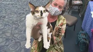 Chesapeake Conference Center holds first Allbreed, Household Pet cat show