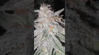 Trichome check: The truth under the microscope! 🔍💎