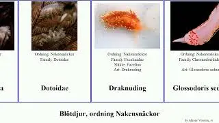 Bl&ouml;tdjur, ordning Nakensn&auml;ckor indica mollusca sedna coronata verrucosa depressa Chromodoris Vital