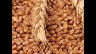 Tre-en-en: Feed Your Cells, Energize your Life!