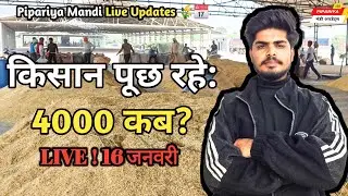 आज P1 4000 पार करेगा क्या ? 😱 | Pipariya Mandi LIVE 🔴 16 Jan 2026