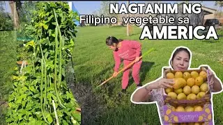 Planting Filipino veg. here in Indiana U.S.A/Filipina living abroad/American trying FILIPINO food