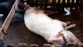 Weak Pig Won&rsquo;t Eat? Instant Recovery After JUST ONE (1) Simple Treatment!