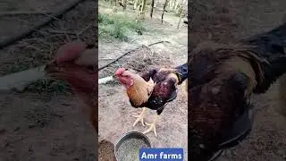Amr farm's nellore #breeder #farms #tranding #rooster #amrfarms #12tv @12tv