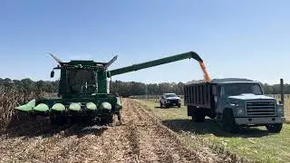 Harvest time for corn trial plots at UMES farm