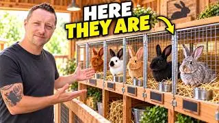Which Meat Rabbit Breed Is Best? My Top 5 Picks