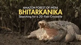 THE AMAZON FOREST OF INDIA | Searching the BIGGEST Crocodile | Bhitarkanika National Park (ODISHSA)