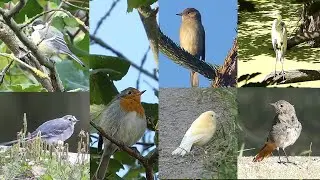 Vogelbeobachtungen auf dem Campingplatz Oberau (2. Hälfte August) - mit allen Hintergrundgeräuschen