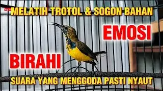 TROTOL NGAMUK || semua sogon yang dengar otomatis nyaut bunyi