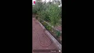 طريقة رفع المناعه وقت تغير المواسم للاغنام يشرحها المربي سالم الغميز (لاحظوا تشديده على التغذيه)