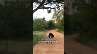 Sloth bear in Sri Lanka