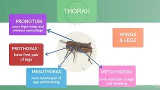 CRICKET Anatomy Presentation