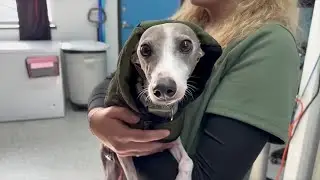 Veterinarian warns pet hypothermia can happen in minutes during extreme cold