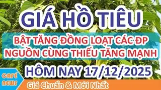 Gi&aacute; hồ ti&ecirc;u h&ocirc;m nay ng&agrave;y 17/12/2025 | Gi&aacute; Ti&ecirc;u Bật Tăng Đồng Loạt C&aacute;c ĐP do Sức &Eacute;p Nguồn Cung