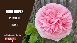 High Hopes Climber Rose (Harkness): How to Start a Gorgeous Rose Garden in 2025