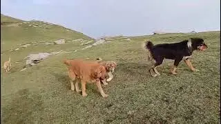pura dekho __ Shera ar tigar ko _ #subscribe #like #sport __