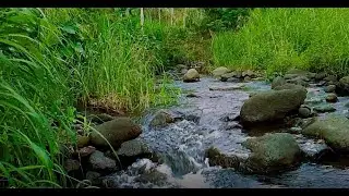 Serene Jungle River Sounds | Relaxing Water Flow for Sleep, Meditation & Stress Relief